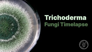 Trichoderma Mold Fungi Timelapse [upl. by Sredna36]