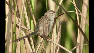 Delicate Prinia Indian Graceful Prinia [upl. by Ledda]