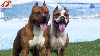 🐕 TOP 10 Differences Between Male And Female Dogs [upl. by Larimer]