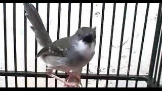 Burung quotCIBLEKquot Kristal Gacor Full Ngebrem AK 47 Mantap [upl. by Roti315]