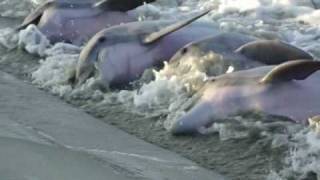 Dolphins Strand Feeding Seabrook SC [upl. by Brennan]