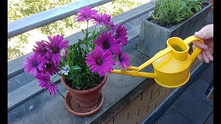 Planting New Osteospermum from my Local Garden Centre [upl. by Barnet]