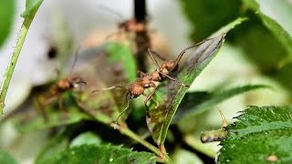 Blattschneiderameisen Futterbecken reinigen [upl. by Diet]