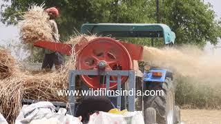 Separating wheat from the chaff  threshing machine in action [upl. by Peters479]