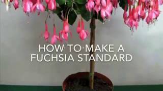 How to Make a Fuchsia Standard  Fuchsia Tree How To Make A Standard Fuchsia Get Gardening [upl. by Lynnworth721]