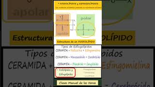 TIPOS DE LÍPIDOS BIOMOLÉCULAS BIOLOGÍA BACHILLERATO ciencia biologia cienciasnaturales [upl. by Jeana]