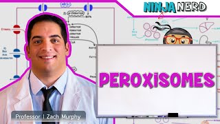 Cell Biology  Zellweger Syndrome Refsums Disease Adrenoleukodystrophy [upl. by Ahsi]