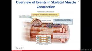 Day 16 BIO 210 700 Lecture FA2024 Muscle Tissue Part 2 [upl. by Anitahs]