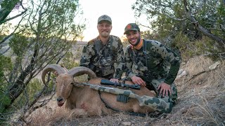 Aoudad Sheep Hunt in Texas  Over 500 Yard Shot [upl. by Aylsworth470]