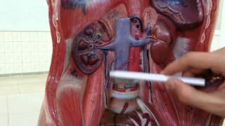 Abdominal Cavity Model 1 [upl. by Ty]