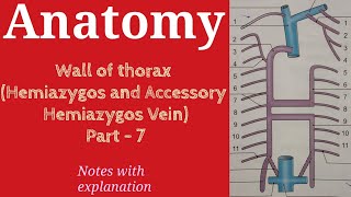 Wall of thorax Hemiazygos and Accessory Hemiazygos Vein Part 7  Anatomy  By Namita Ussara [upl. by Lyrradal892]