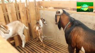 New Inspiration BIG MALE Goats  Anglo goat type Perfect Quality [upl. by Zaneta306]