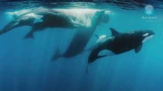 Orcas vs Sperm Whales [upl. by Acnaib]