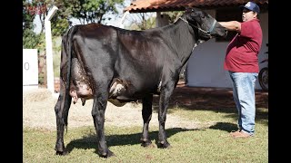 LOTE 16 GENÉTICA LEITEIRA 2393CG [upl. by Woodall]