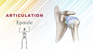 Anatomie De Lépaule  Articulation ScapuloHumérale [upl. by Nossaj]