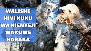 JINSI YA KUWALISHA VIFARANGA WA KUKU WA KIENYEJI WAKUWE HARAKA [upl. by Valdis]