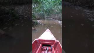 Wetland boat amp Swamp Tour Commewijne Suriname [upl. by Darice]