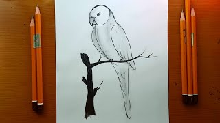 disegni facile  Come disegnare una pappagallo a matita  parrot drawing [upl. by Verge]