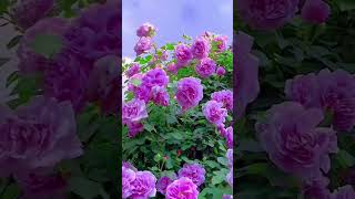 Beautiful natural flowerflowers roseflowergarden tradingreelsviralshorts viralvideo natural [upl. by Nealah]