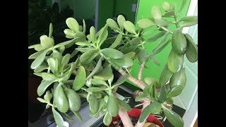 Jade Plant Care  Repotting My Huge Jade [upl. by Aitnom225]