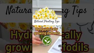 Hydroponically growing daffodils youtubeshorts plants shortvideo howto viralvideo video [upl. by Nelleyram]