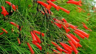 Summer Flowering Fire Cracker  Coral Fountain  Russelia Plant Care amp Propagation  From Cuttings [upl. by Vaclav]