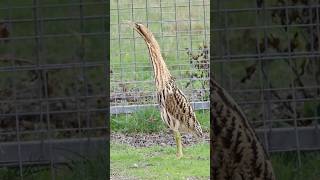 Epic Eurasian Bittern encounter birds elmley birdwatching bittern [upl. by Aicinet356]