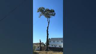 Big tree Timberworks cutting 🌲⚔️treecutting treeremoval shorts [upl. by Anirpas]