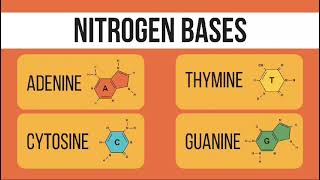 Deoxyribonucleic acidwhat is DNA amp how does it workbasics of DNAnucleotide baseBIOCHEMISTRYt2e [upl. by Nettie]