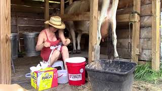 How to Milk a Cow [upl. by Akihsat]