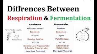 Diffrences between Respiration and Fermentation [upl. by Livi]