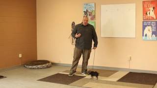 TYD60 Moment How to Train a Little Dog With an ECollar Electric Collar Ty the Dog Guy [upl. by Canning]