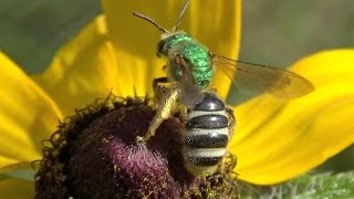 Bicolored Metallic Green Sweat Bee Agapostemon virescens [upl. by Noj]