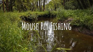 TOPWATER MOUSE Fly Fishing  Small Creek Fly Fishing for Brown Trout [upl. by Hjerpe]