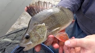 Perch Fishing Rigs Tips amp Tactics [upl. by Icaj988]