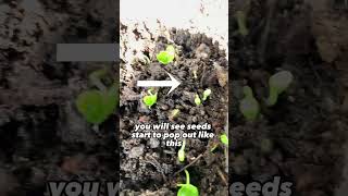 How to Grow a Pomegranate Tree from Seeds The Quick and Easy Method [upl. by Maye]