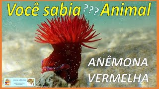 Você sabia Anêmona vermelha  Red anemone anemona anemones cnidaria coelenterata animais [upl. by Morie621]