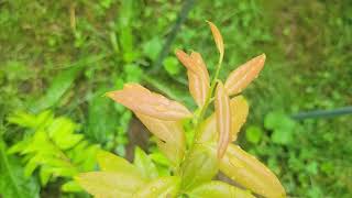 Broadleaf Evergreen collection garden in Tennessee Zone 7a [upl. by Nally]