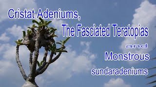 Cristat Adeniums The Fasciated Teratopias and Monstrous [upl. by Aklog809]