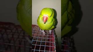 youtubeshorts talkingparrot parrot birds trending cute trending [upl. by Perdita632]