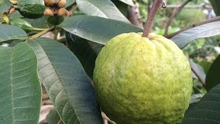 Growing Guava ‘Ruby Supreme’ in a Container [upl. by Hterrag]