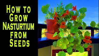 How to Grow Nasturtium from Seeds [upl. by Vas633]