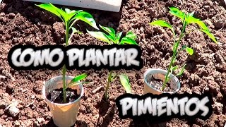 Como Plantar Pimientos O Chiles En El Huerto Paso a Paso  La Huertina De Toni [upl. by Leidba]