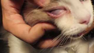 Diagnosis of corneal ulcers in dogs and cats [upl. by Atteloiv]