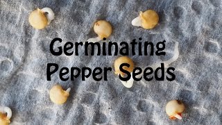 Starting Pepper Seeds Using Paper Towel Method Part 1 [upl. by Aisanat147]