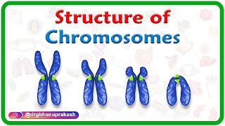 Structure of Chromosomes Chromosome morphology amp Karyotyping  USMLE Step 1 [upl. by Lleznov]