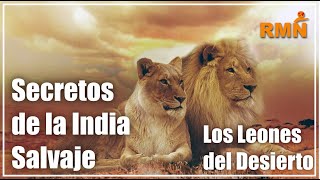 Secretos de la India Salvaje Los Leones del Desierto  Documental [upl. by Akiria]