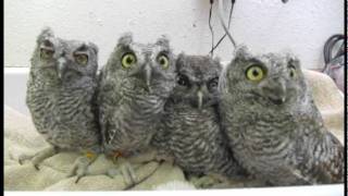 Screech Owls at WildCare [upl. by Xerxes6]