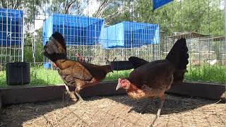 Straight comb penny hatch pullets [upl. by Melodee]