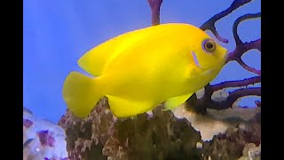 コガネヤッコ Lemonpeel angelfish Centropyge flavissima [upl. by Ativak]